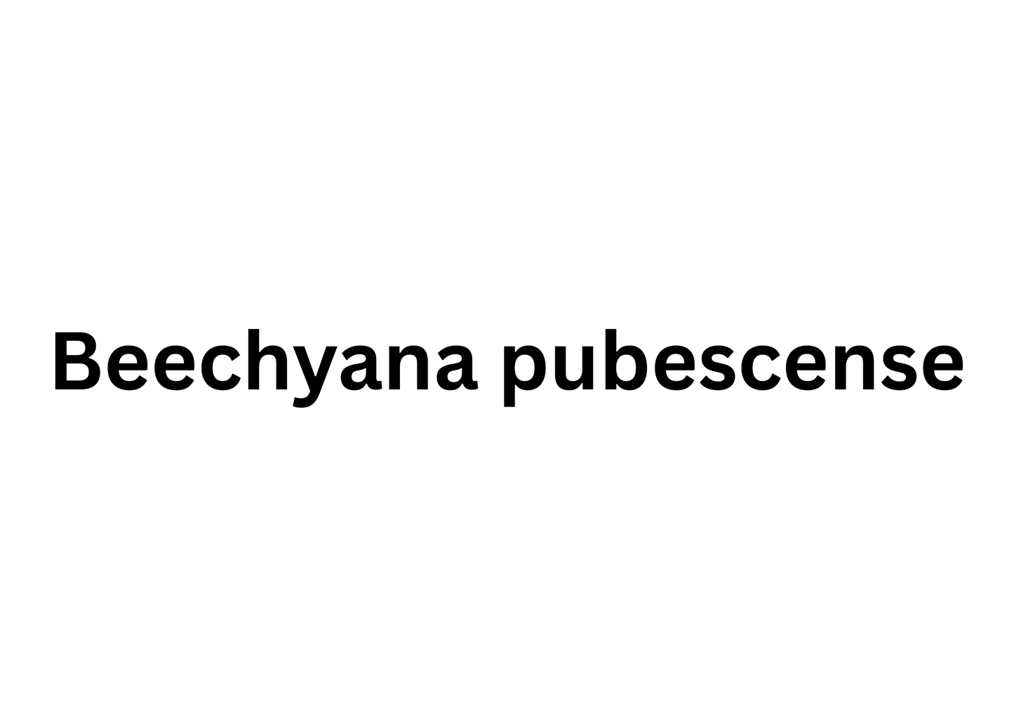 Bambusa beecheyana ( var. pubescens )