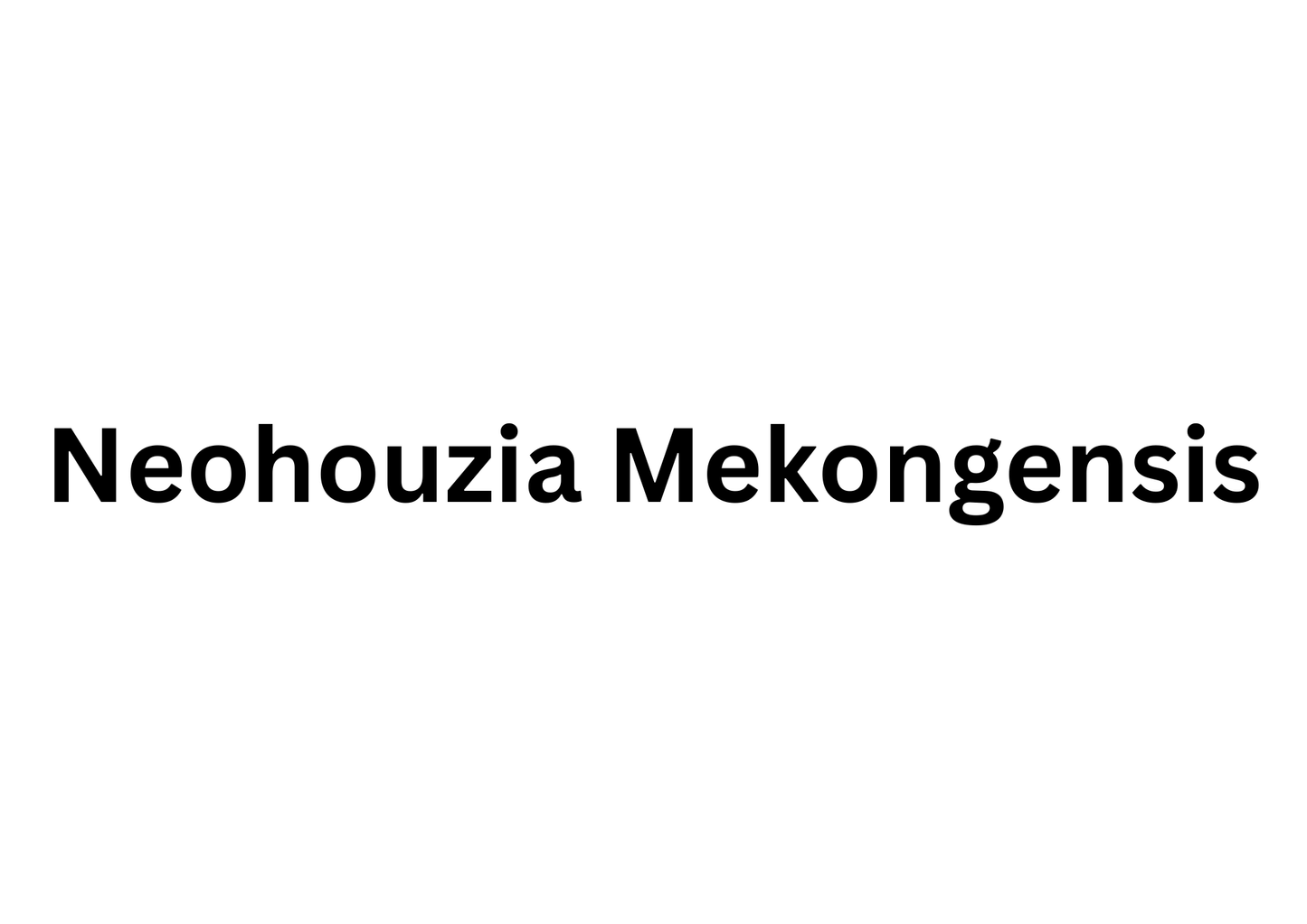 Neohouzia Mekongensis