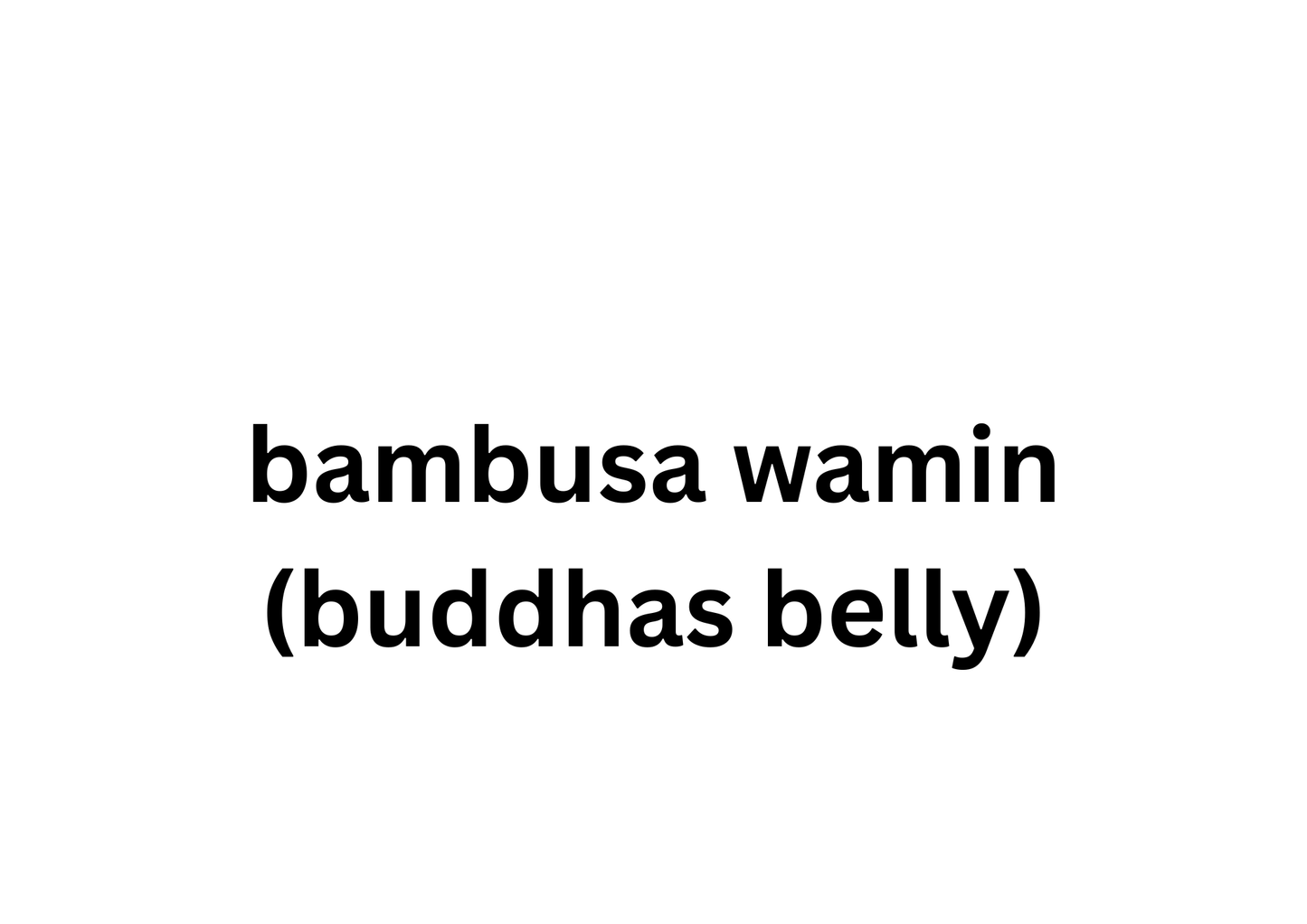 Bambusa Wamin ( Buddhas Belly )