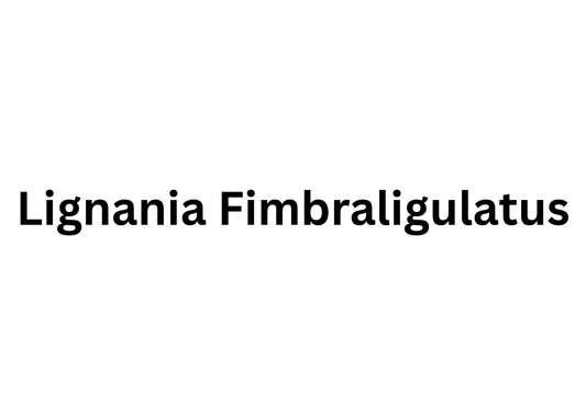 Bambusa lignania 'Fimbrilligulatus